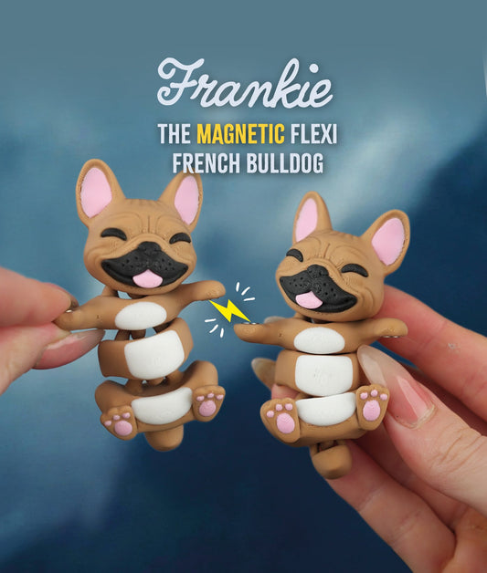 Frankie the Flexi French Bulldog